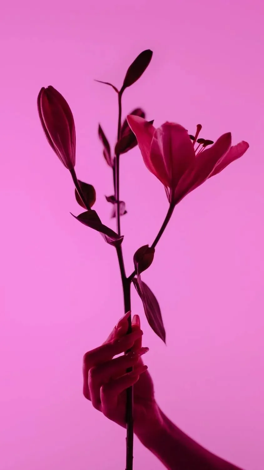 A flower in KRIDO pink.